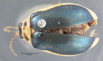 Media type: image; Entomology 17539   Aspect: habitus dorsal view
